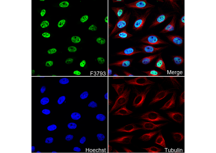 Phospho-RNA Pol II CTD repeat YSPTSPS (S2) Antibody