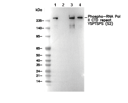 Phospho-RNA Pol II CTD repeat YSPTSPS (S2) Antibody