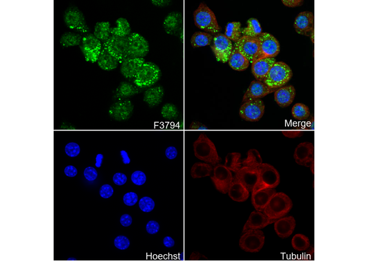 CD68 Antibody