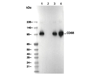 CD68 Antibody