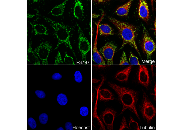 EPF Antibody