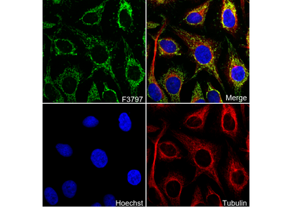 EPF Antibody