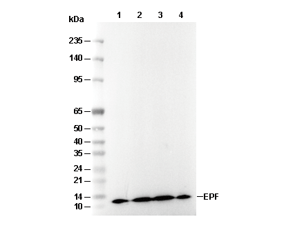 EPF Antibody