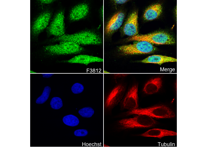 PP2A C subunit Antibody