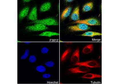 PP2A C subunit Antibody