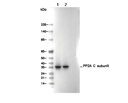 PP2A C subunit Antibody