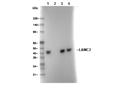 PON2 Antibody