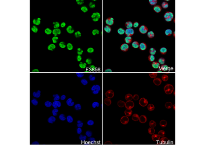 nmt55/p54nrb Antibody