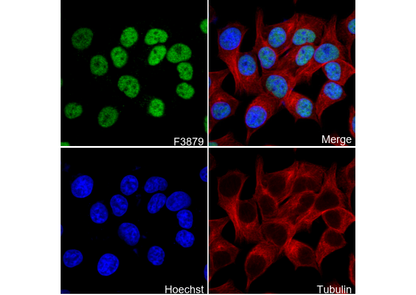 HDAC1 Antibody