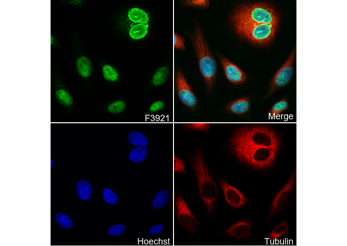 Mad1 Antibody