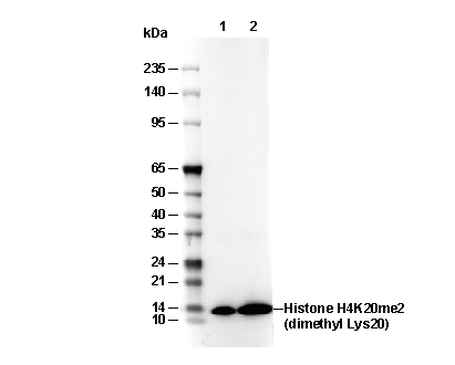 Histone H4K20me2 (di methyl Lys20) Antibody