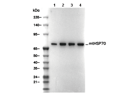 mtHSP70 Antibody