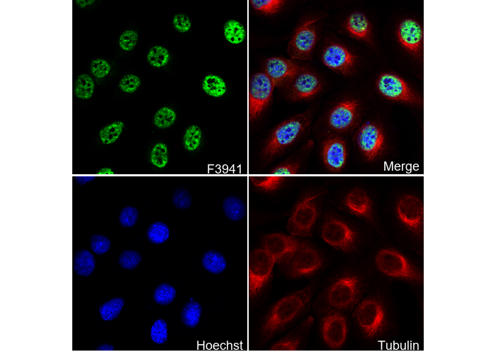 THRB Antibody
