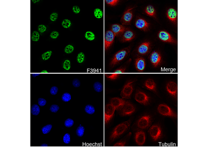 THRB Antibody