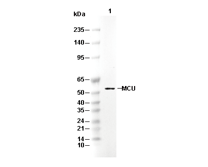 THRB Antibody