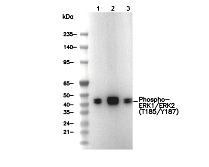 Phospho-ERK1/ERK2 (T185/Y187) Antibody