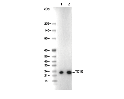 TC10 Antibody