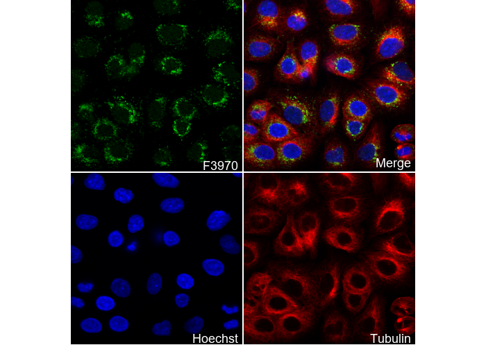 β Crystallin A3 Antibody
