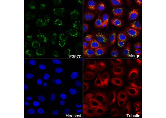 β Crystallin A3 Antibody