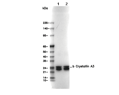 β Crystallin A3 Antibody