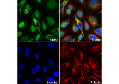 CDT1/DUP Antibody