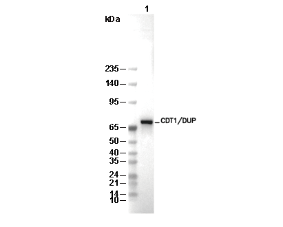 CDT1/DUP Antibody