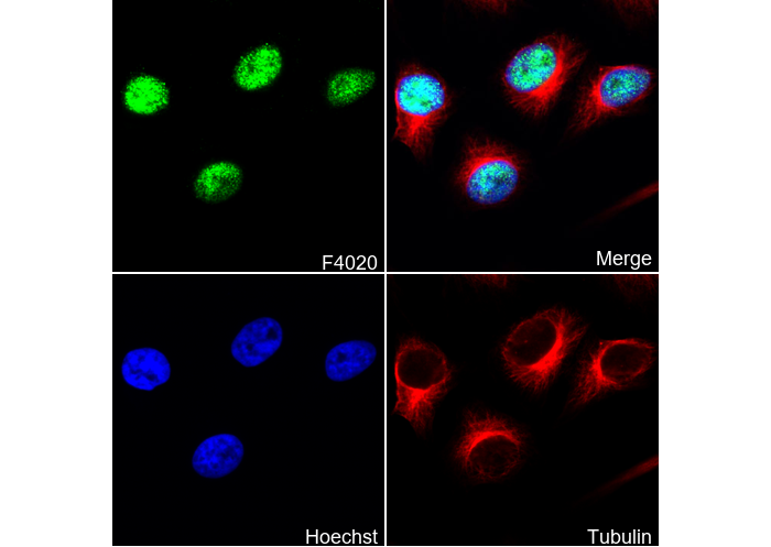 Histone H4 Antibody