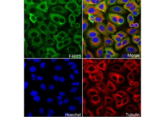 S100A4 Antibody