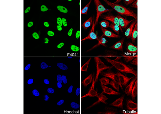 HDAC2 Antibody