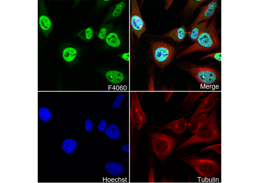 hnRNP A1 Antibody