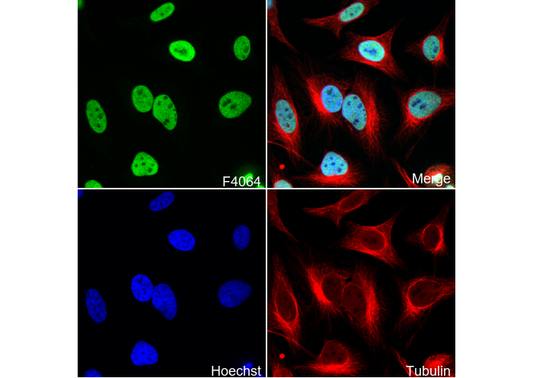 KAP1 Antibody