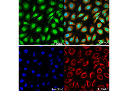 Ataxin 3 Antibody