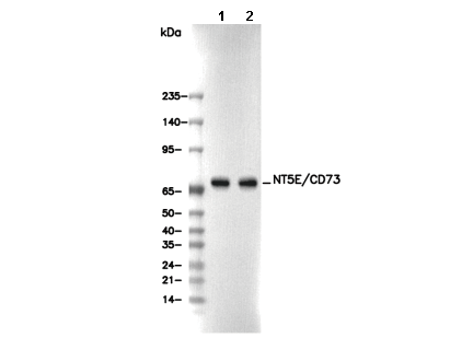 NT5E/CD73 Antibody