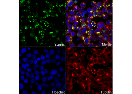 CD74 Antibody