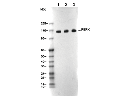 PERK Antibody