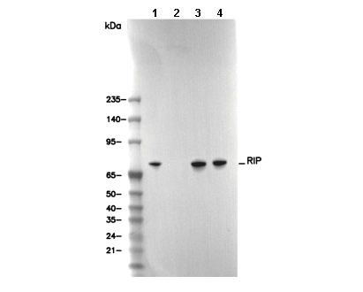 RIP Antibody