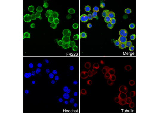 RIP3 Antibody