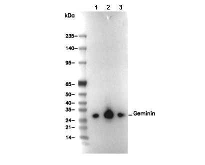Geminin Antibody