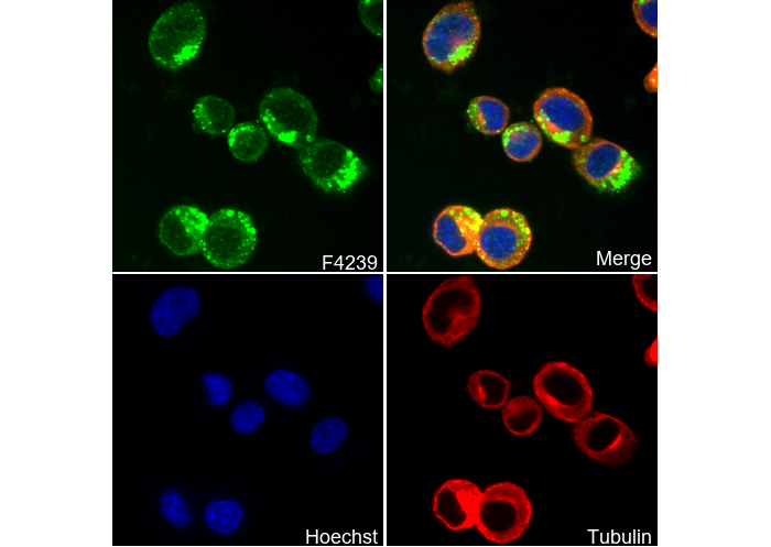 LIMP-2/SCARB2 Antibody