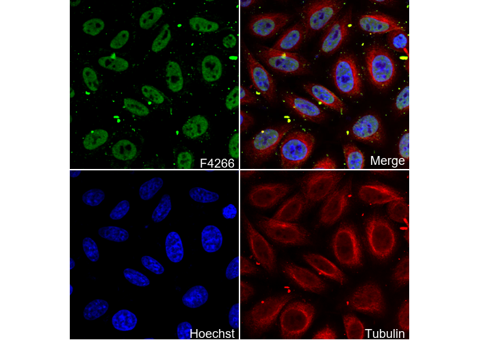 PPARα Antibody
