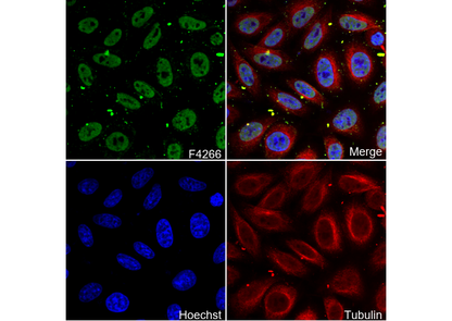 PPARα Antibody