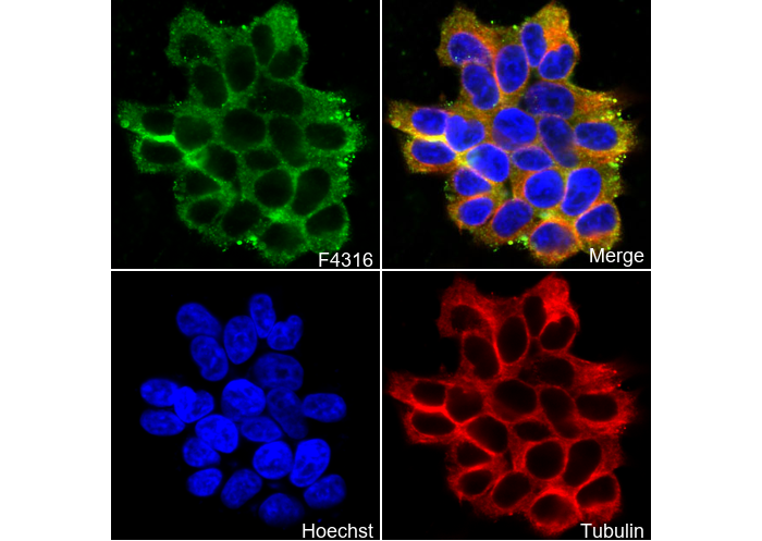 CIP2A Antibody
