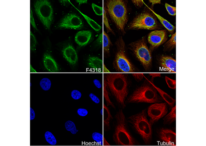 RNase L Antibody