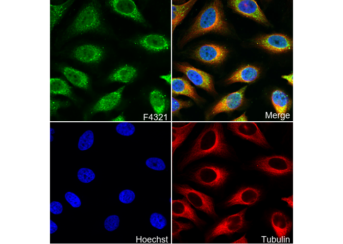 Mox1 Antibody