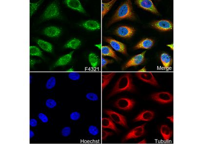 Mox1 Antibody