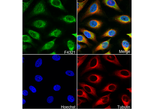 Mox1 Antibody