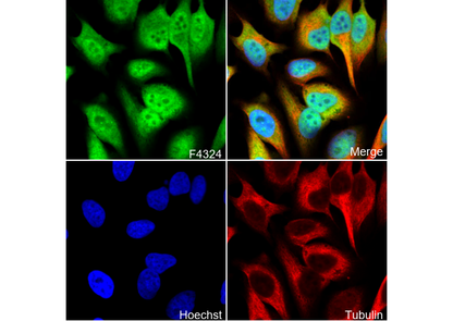 PCBP2 Antibody