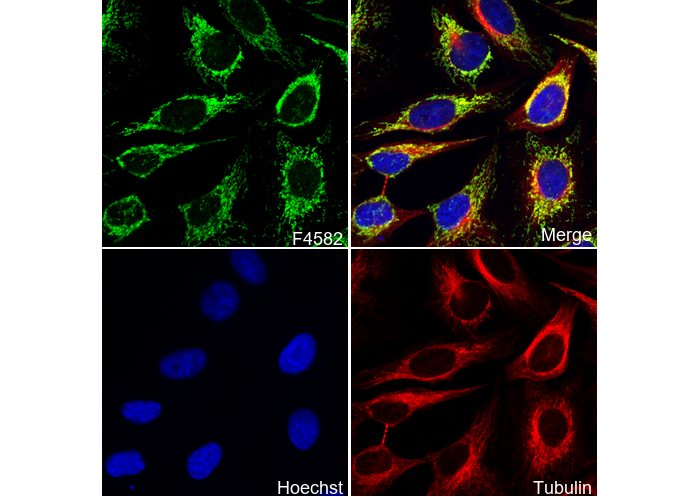 DLST Antibody