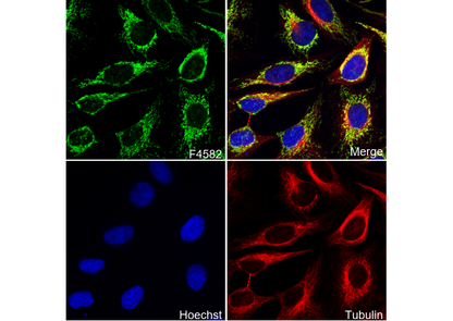DLST Antibody