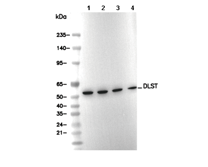 DLST Antibody